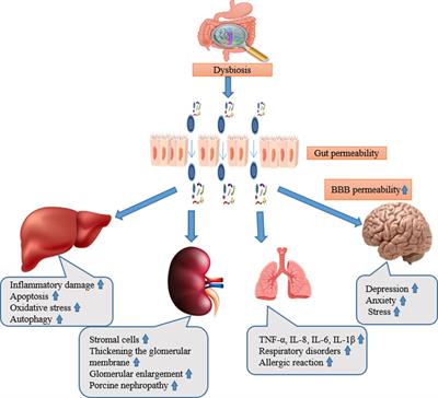 Natural products for Gut-X axis: pharmacology, toxicology and microbiology in mycotoxin-caused diseases